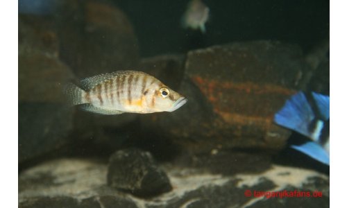 Altolamprologus compressiceps Goldkopf
